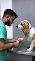 Well-Behaved Doggo Nonchalant through Vet Exam