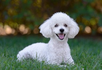 Sorry, But Truly Hypoallergenic Dogs Don't Exist