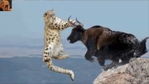 Amazing Mother Buffalo Save Baby From Leopard Hunting. Bufalo Salva a su Bebe de Leopardo