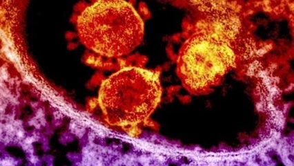 Murciélagos y serpientes podrían ser el origen de coronavirus