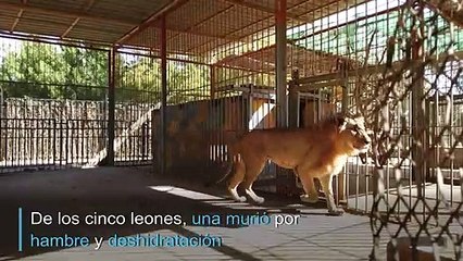 #Sudananimalrescue, campaña para salvar leones desnutridos en Sudán