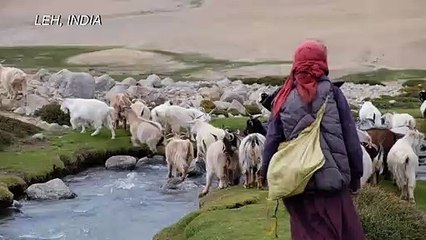 Under threat: India's pashmina-producing nomads