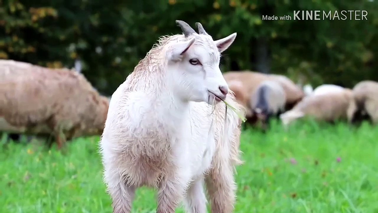 Cute Animals
