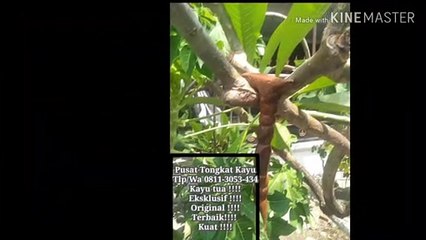 Cara Buat Tongkat Kayu, WA.0811 3053 434, EKSKLUSIF…!!