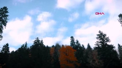 Gümüşhane örümcek ormanları'na ilgi