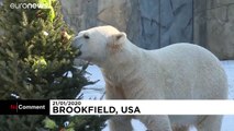 شاهد: لأشجار عيد الميلاد المستخدمة فائدة كبيرة في حديقة حيوان أمريكية