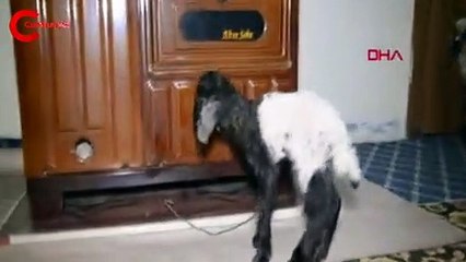 Erken doğan kuzulara bebek gibi bakıyor