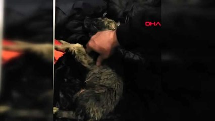 Erzurum soğuktan donan köpeği kalp masajı ile hayata döndürdü