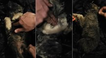 Soğuktan donan köpeği kalp masajı ile hayata döndürdü