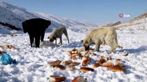 Başkale’de sahipsiz sokak hayvanlarına yem desteği