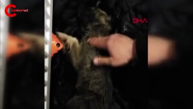Soğuktan donan köpeği kalp masajı ile hayata döndürdü