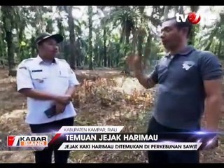 Jejak Harimau Ditemukan di Perkebunan Milik Warga