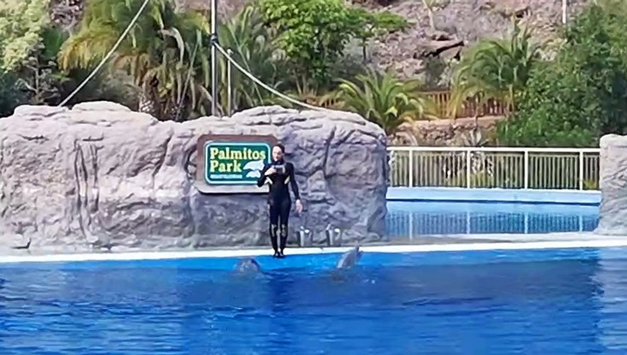 canaries, les dauphins