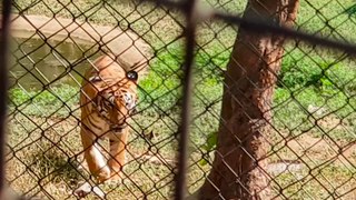 Tiger Safari at Sanjay Gandhi National Park, Mumbai, India