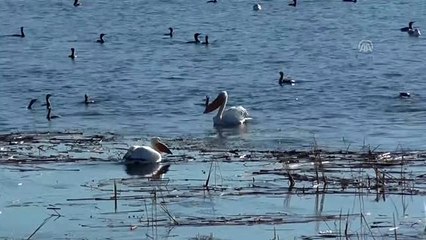 Beyşehir Gölü'nün konuğu iki pelikan ilgi odağı oldu - KONYA