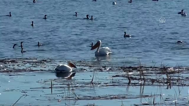 Beyşehir Gölü'nün konuğu iki pelikan ilgi odağı oldu - KONYA