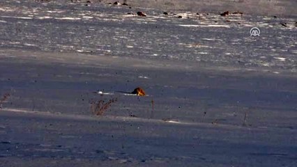 Kızıl tilkiler Kars'ta karla kaplı arazide avlanıyor