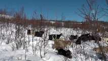 Tunceli'de besiciler çetin kış koşullarıyla mücadele ediyor