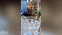 American Pit Bull Terrier Cools Off In Garden Pot