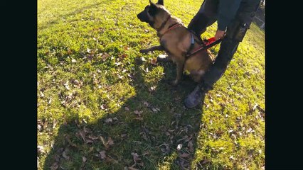 pixie avec les plots jaunes