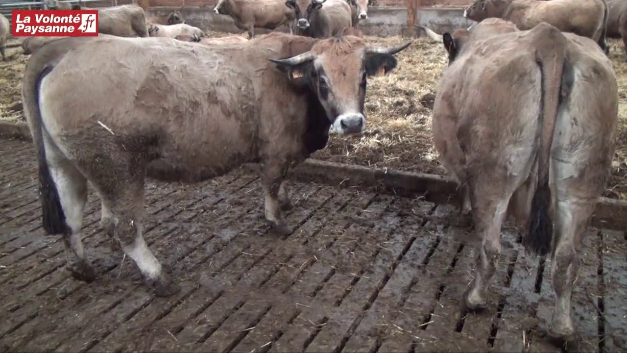 Bovins viande et caillebotis