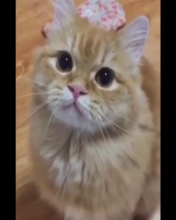 Adorable Cute Kittens Meowing Compilation 2020 || Kittens Meowing Compilation Part 01