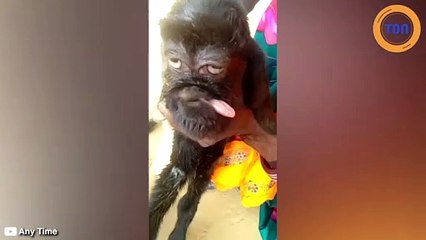 Une chèvre mutante avec un visage humain est vénérée en Inde
