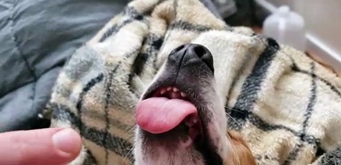 Sleepy Dog Sticks His Tongue Out