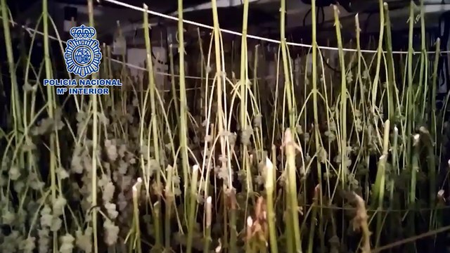 La Policía desmantela un 'secadero' de marihuana en Almería