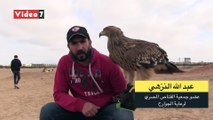 ليس النسر.. شاهد لأول مرة الطائر الحقيقي على علم مصر وطريقة تدريبه