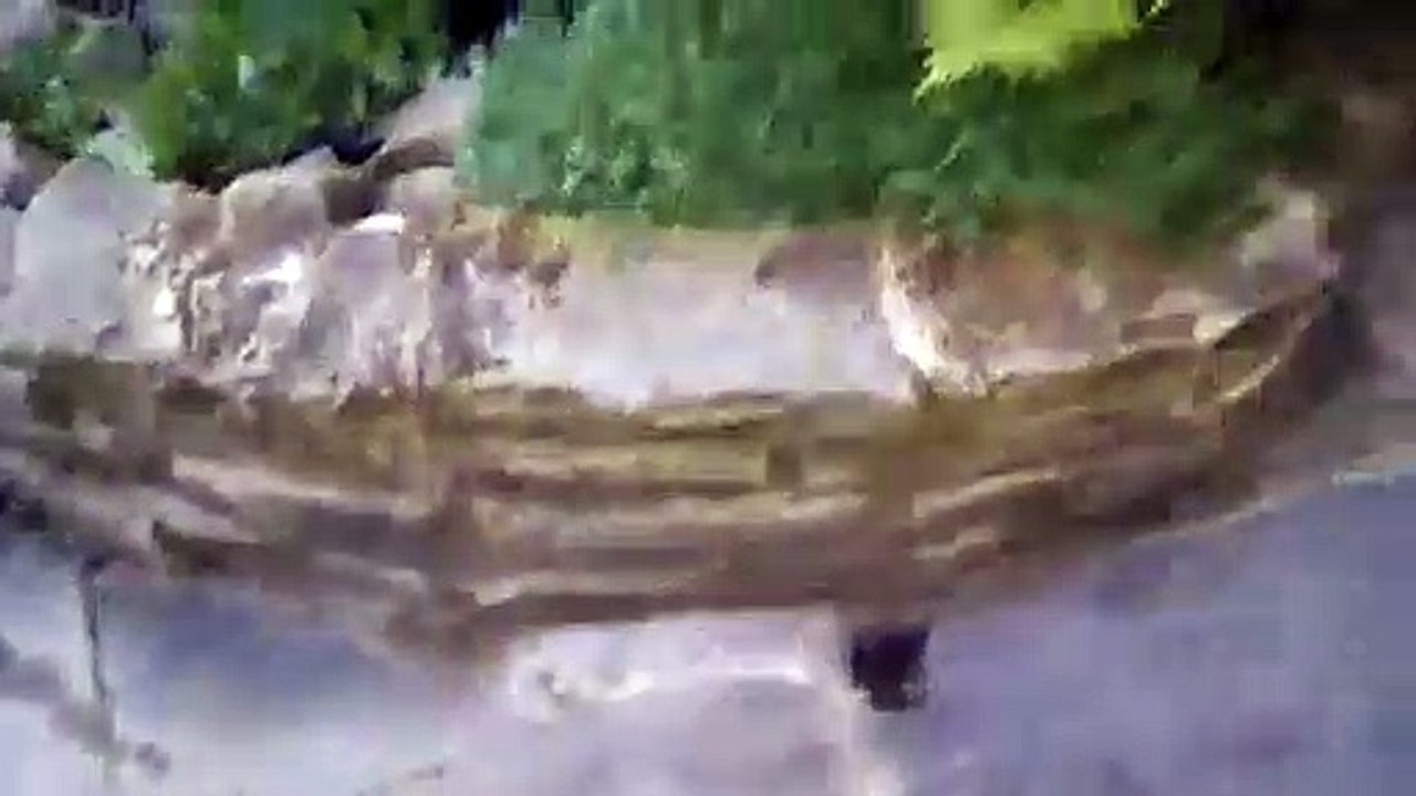 Cute frog squeak Should Watch