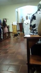 CACHORRO ENTRA DEBAIXO DA BATINA DO PADRE DURANTE MISSA