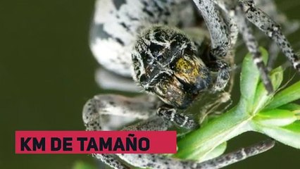 Los récords más sorprendentes conseguidos por animales