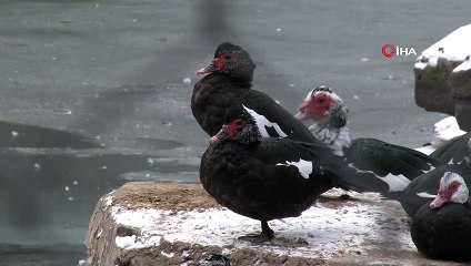 Kayseri'de donduran soğuk...Suni göl buz tuttu