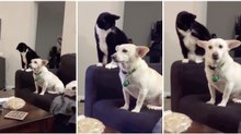Cão pressente ataque de gato a qualquer momento e não consegue esconder o nervosismo
