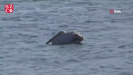 Beyşehir Gölü’nde pelikanların yiyecek arayışı ilgi çekti