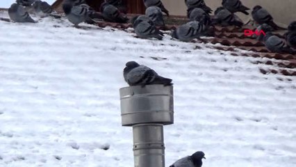 Tokat üşüyen güvercinler kombi bacasında ısındı