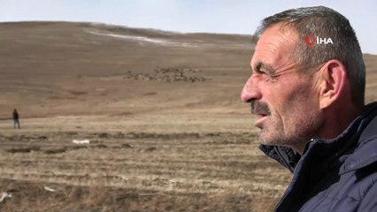 Ardahan’da kış ayında sıcak hava çiftçiye ekonomik kazanç sağlıyor