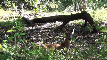 Deer Entranced by Flute Performance