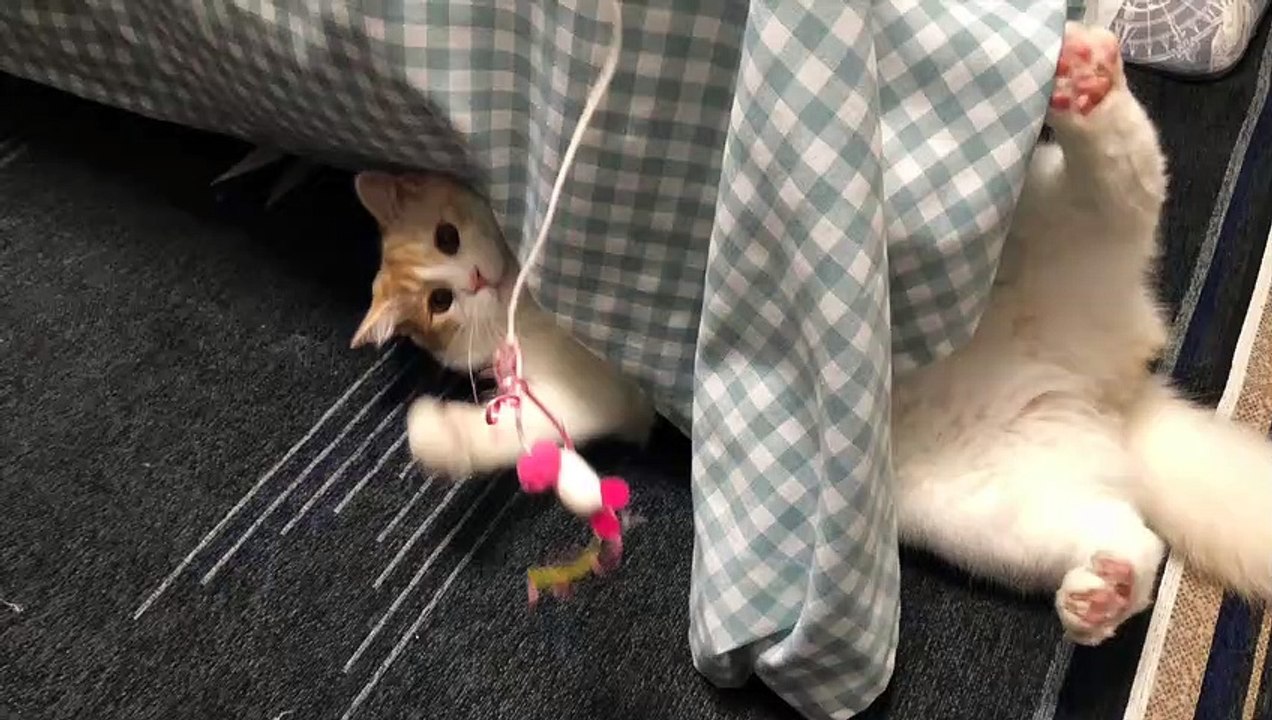 2020#10 You have to play with toys!