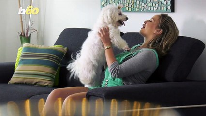You Wouldn’t Believe the Cost of a New Delta High-Tech Pet Carrier