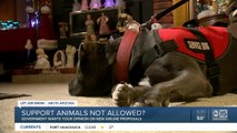 Should support animals be allowed on flights?