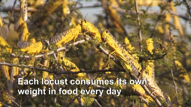 Locusts the latest curse of East Africa weather extremes