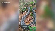 Python rescued after being burned by crop fires in Thailand