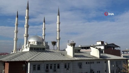 Havalar Soğumayınca Leylekler, Iğdır'ı Mesken Tuttu