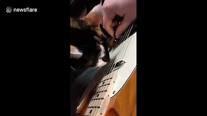 Cat plays a tune on the 'Tele-cat-ster' with her owner