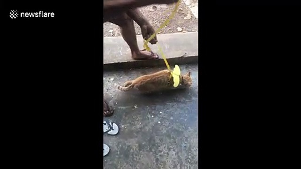 Lazy pet cat refuses to go for a walk by falling down and rolling over