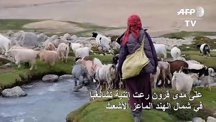 صوف الباشمينا مهدد جراء ظاهرة تغير المناخ