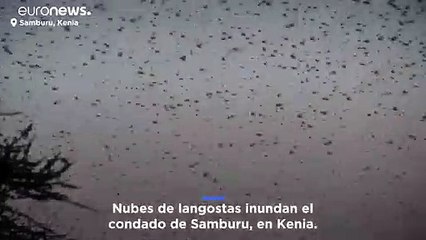La peor plaga de langostas de los últimos 25 años azota Kenia acabando con sus cosechas y amenaza la seguridad alimentaria