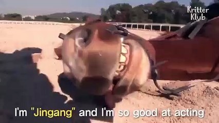 Ce cheval fait systématiquement le mort quand on essaye de le monter